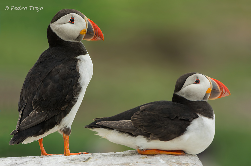 Frailecillo atlántico (Fratercula arctica)